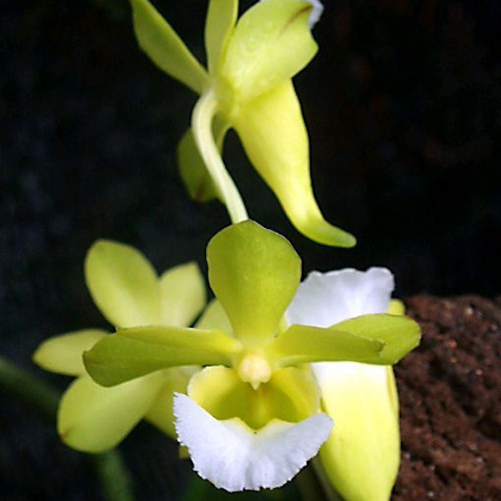 Orhidee Vanda Christensonia Vietnamica