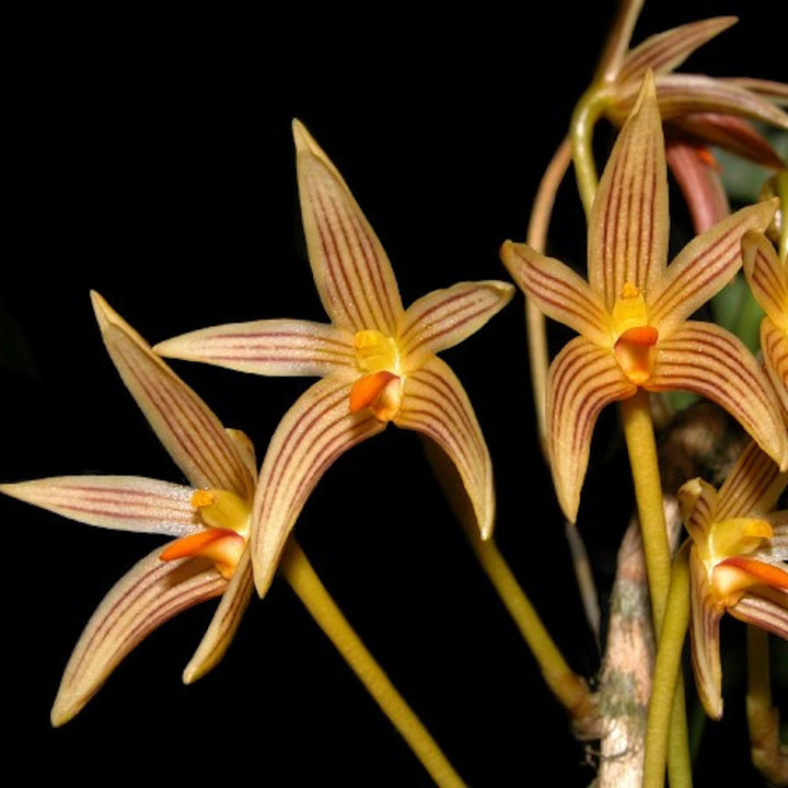 Orhidee Bulbophyllum affine