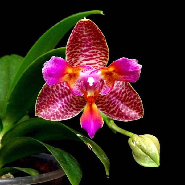 Orhidee Phalaenopsis Joy Fairy Tale