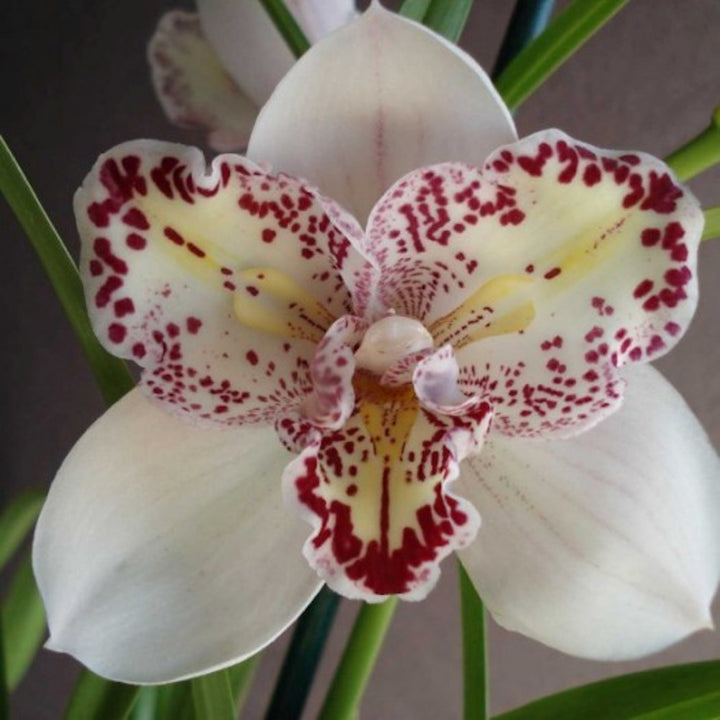 Orhidee Cymbidium curgator Joker