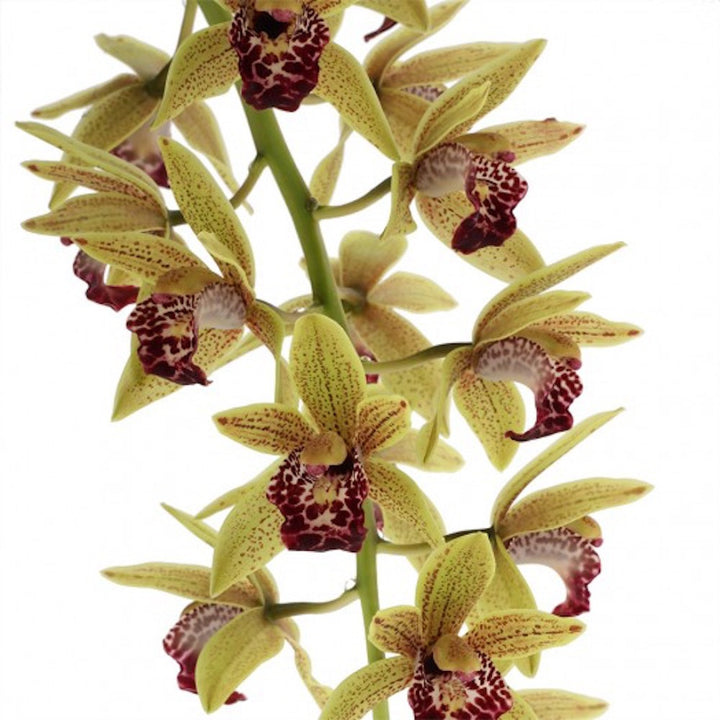 Cymbidium Auburn curgator - varietati spectaculoase!