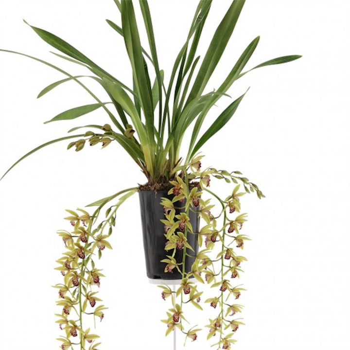 Cymbidium Auburn curgator - varietati spectaculoase!