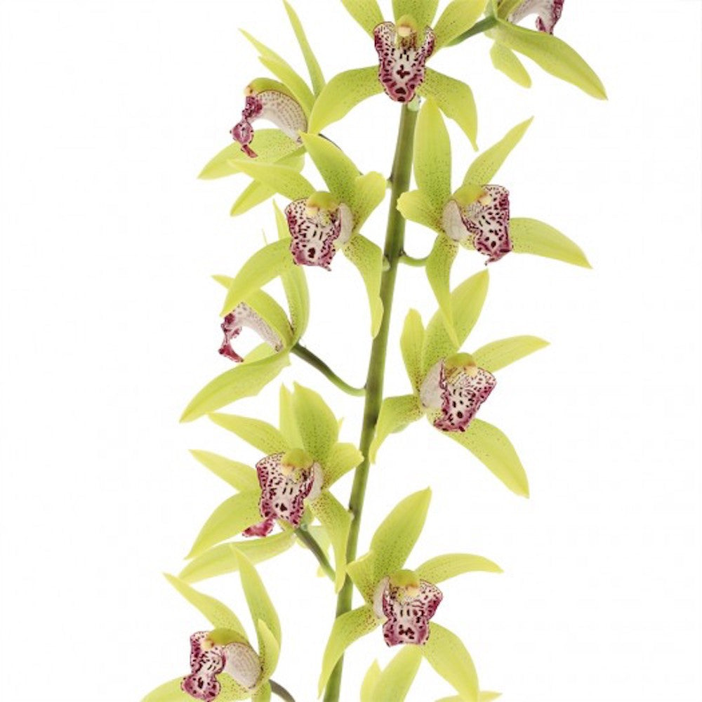 Orhidee Cymbidium curgator Hutchings