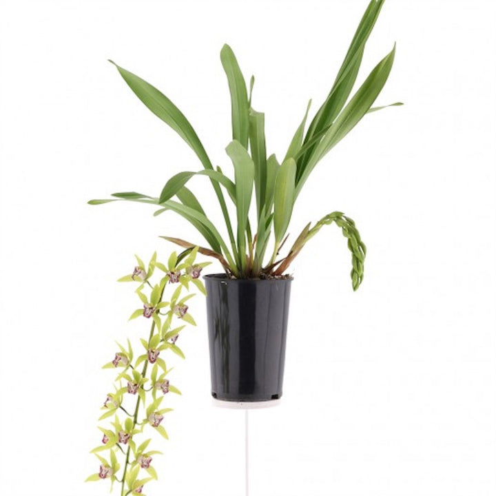 Orhidee Cymbidium curgator Hutchings