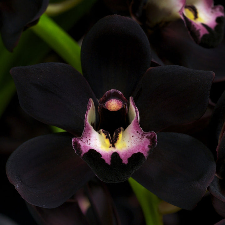 Orhidee Cymbidium curgator Kiwi Midnight