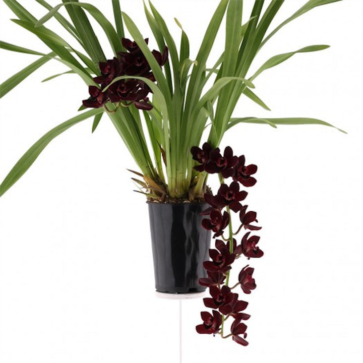 Orhidee Cymbidium curgator Kiwi Midnight