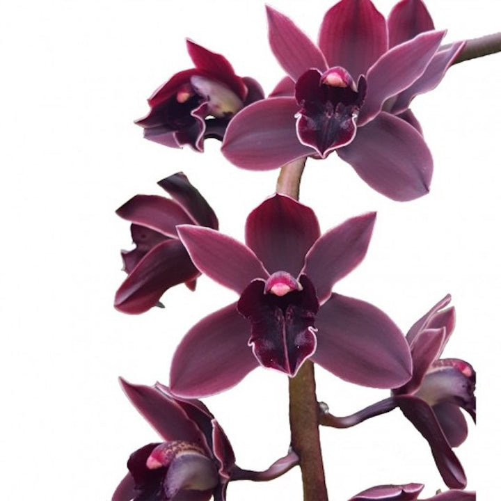 Orhidee Cymbidium Cali Night curgator