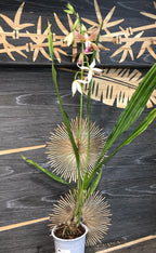 Orhidee Phaius Tankervilleae