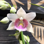 Orhidee Phaius (Gastrorchis) pulchra