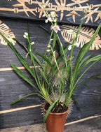 Orhidee Phaius (Gastrorchis) pulchra