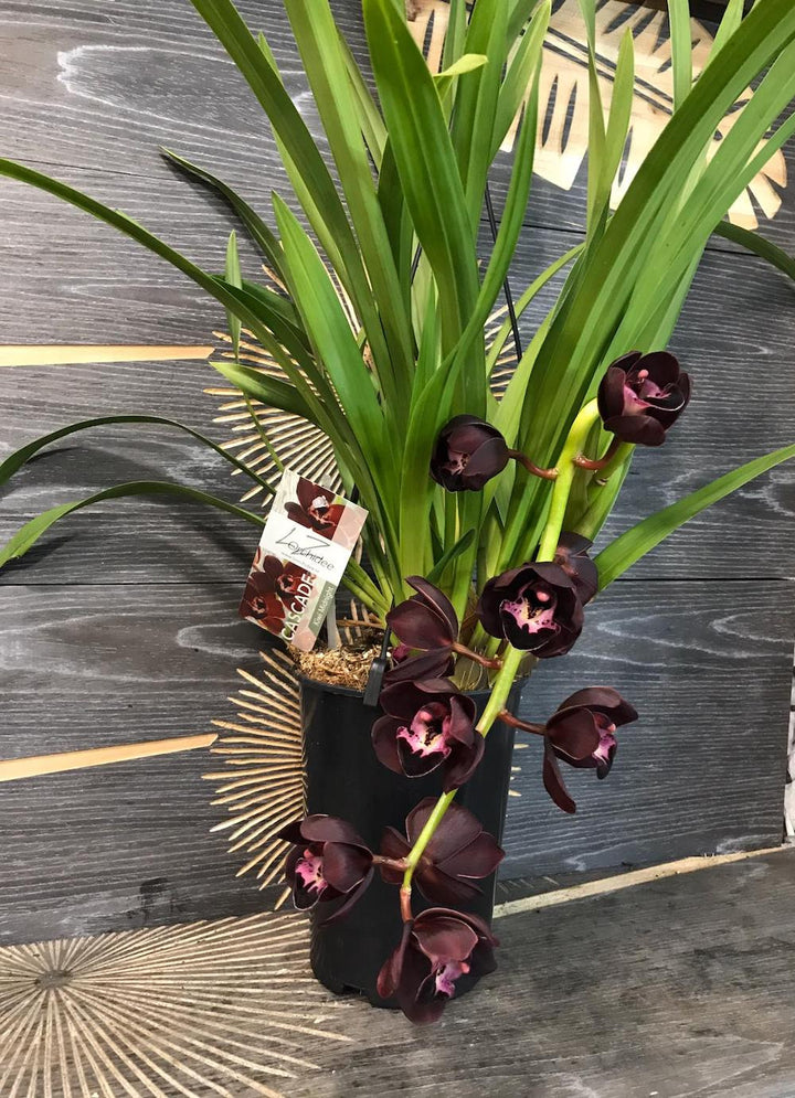 Orhidee Cymbidium curgator Kiwi Midnight