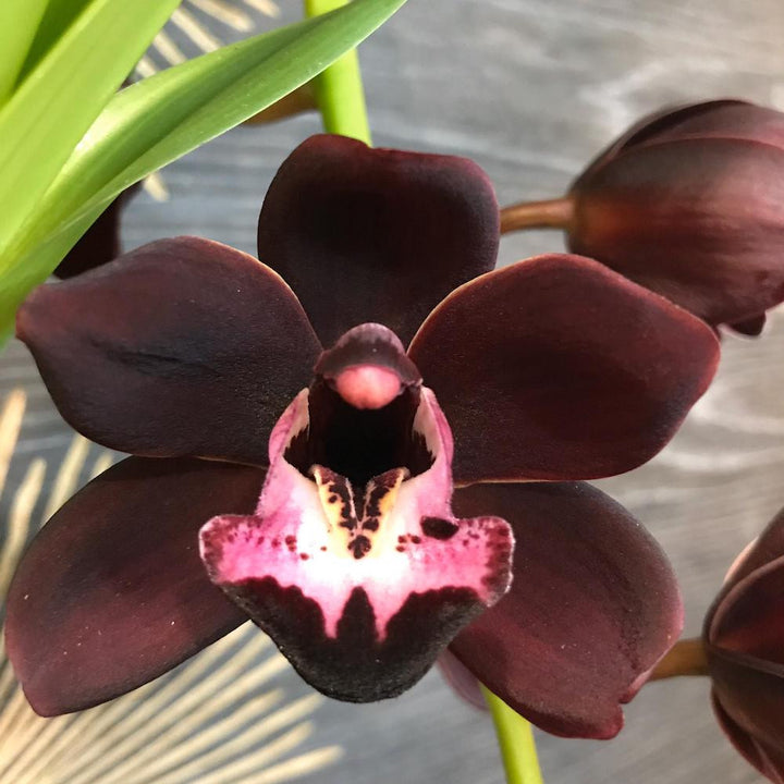 Orhidee Cymbidium curgator Kiwi Midnight