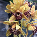 Cymbidium Auburn curgator - varietati spectaculoase!