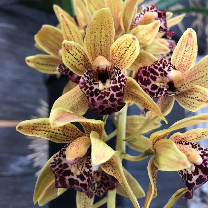 Cymbidium Auburn curgator - varietati spectaculoase!