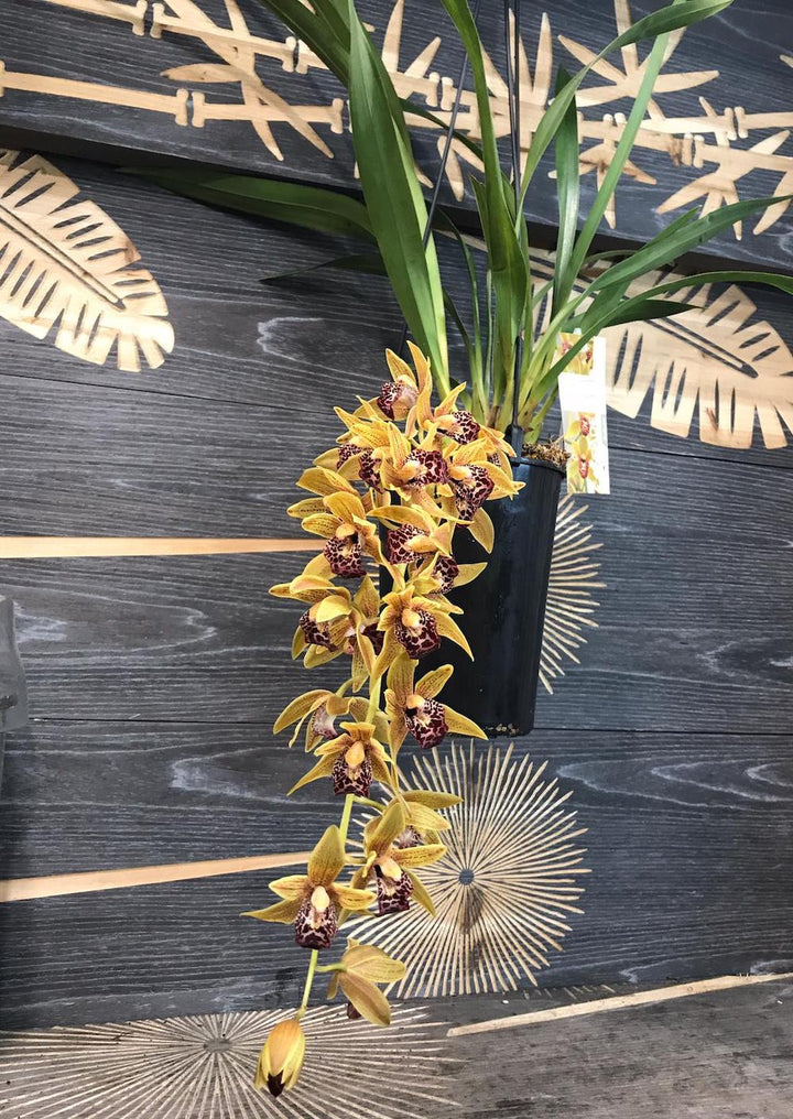 Cymbidium Auburn curgator - varietati spectaculoase!