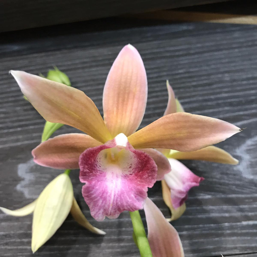 Orhidee Phaius Tankervilleae