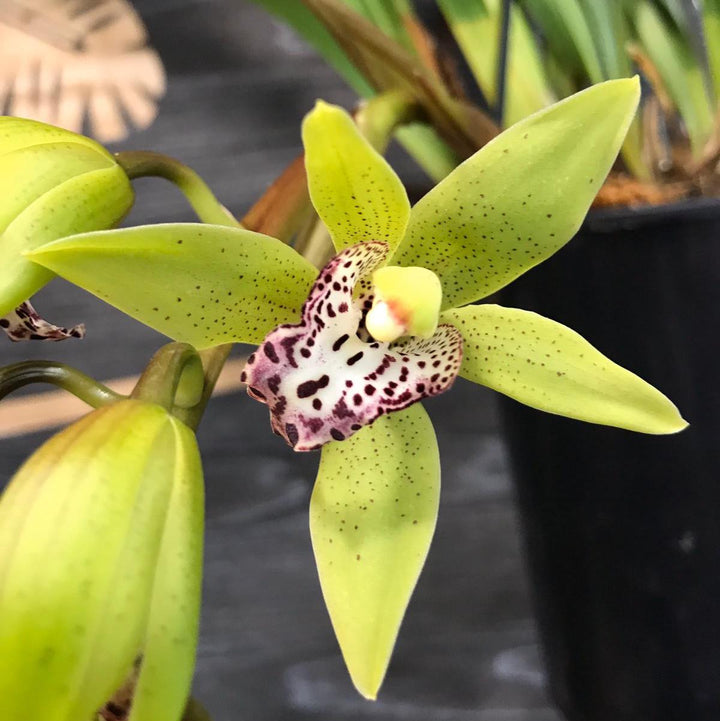 Orhidee Cymbidium curgator Hutchings