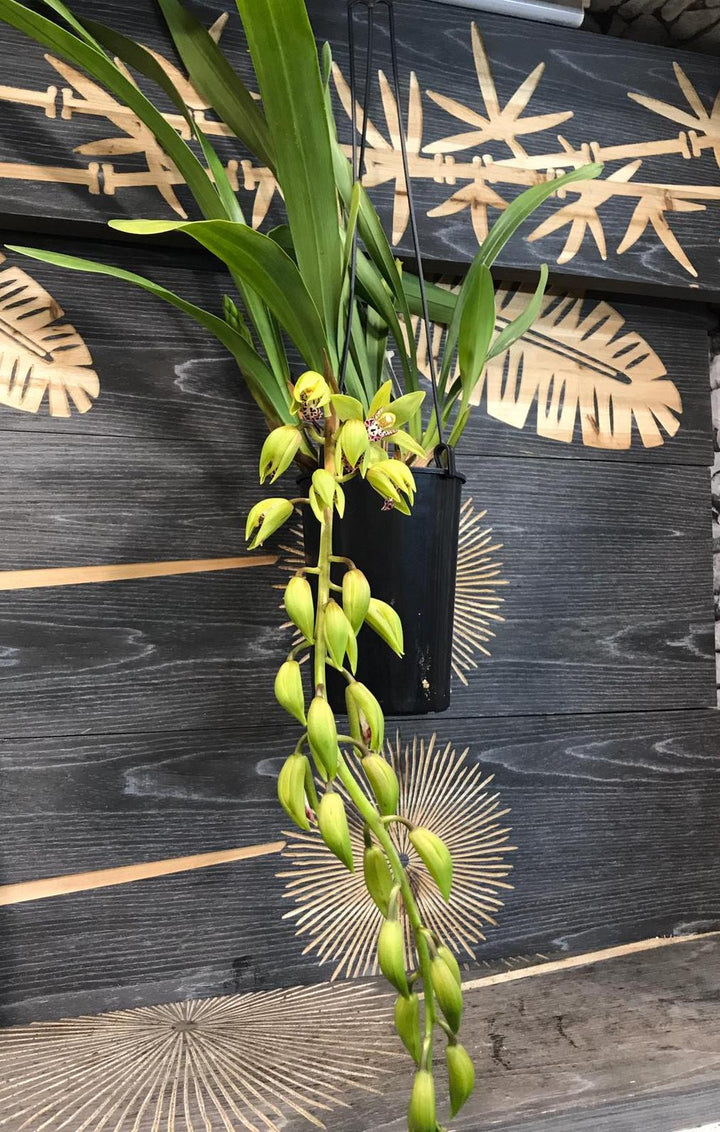 Orhidee Cymbidium curgator Hutchings