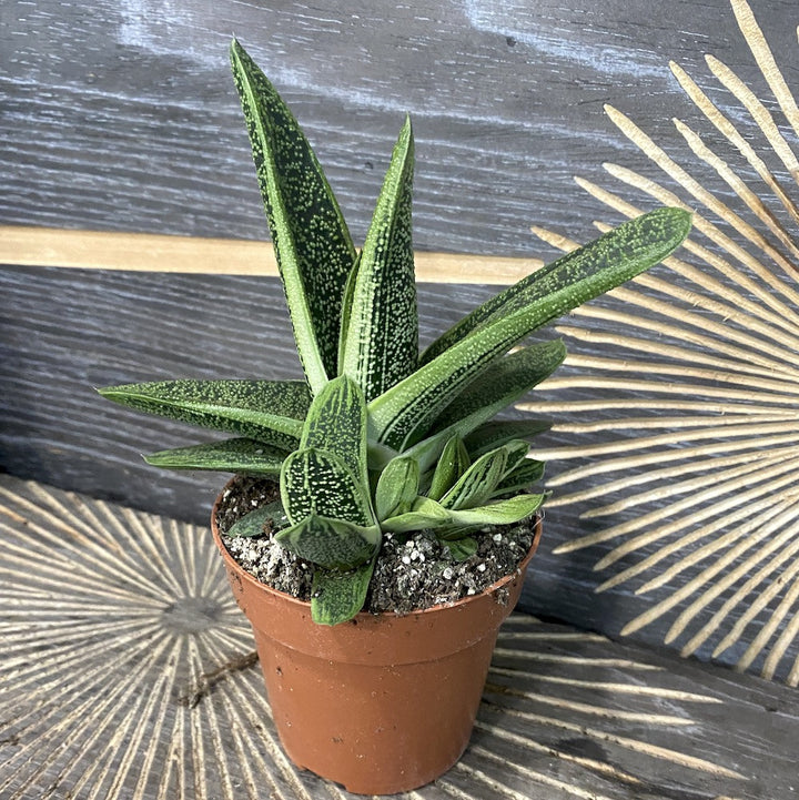 Gasteria Little Warty - planta suculenta spectaculoasa, acum la pret special!