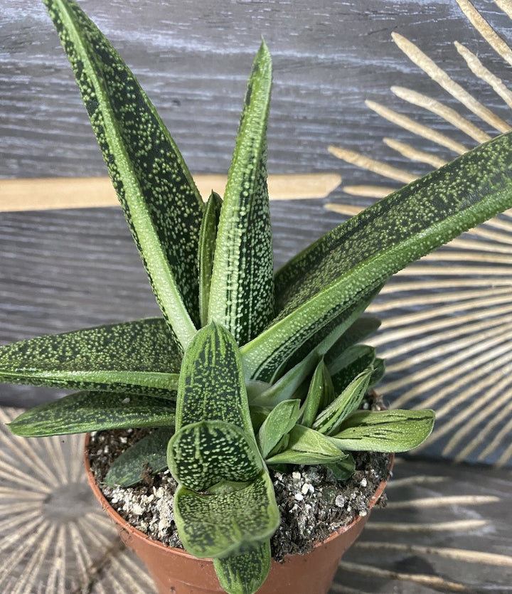 Gasteria Little Warty - planta suculenta spectaculoasa, acum la pret special!