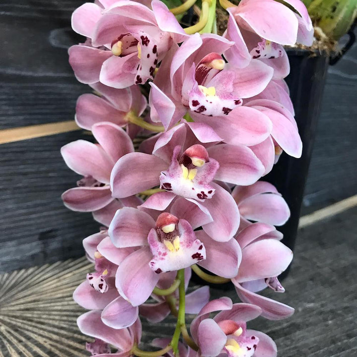 Orhidee Cymbidium curgator Sakura