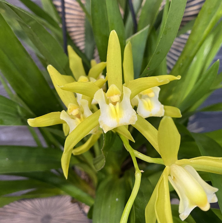 Orhidee Cymbidium curgator Pumilow