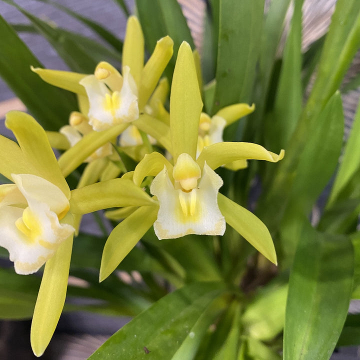 Orhidee Cymbidium curgator Pumilow