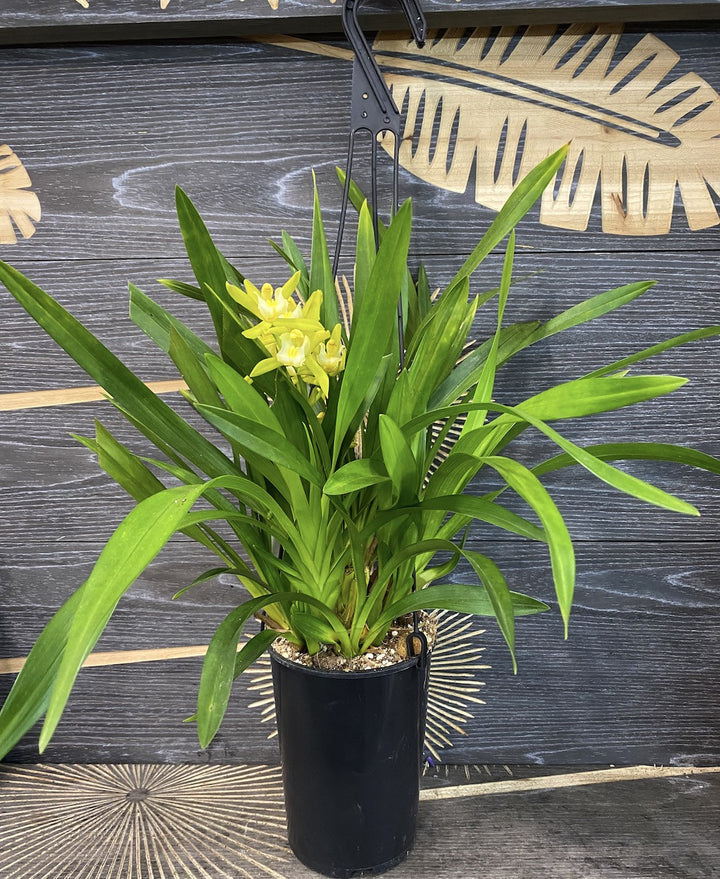 Orhidee Cymbidium curgator Pumilow