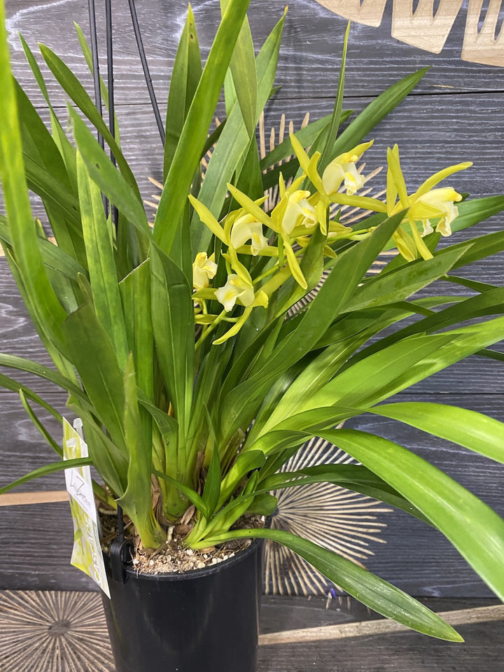 Orhidee Cymbidium curgator Pumilow