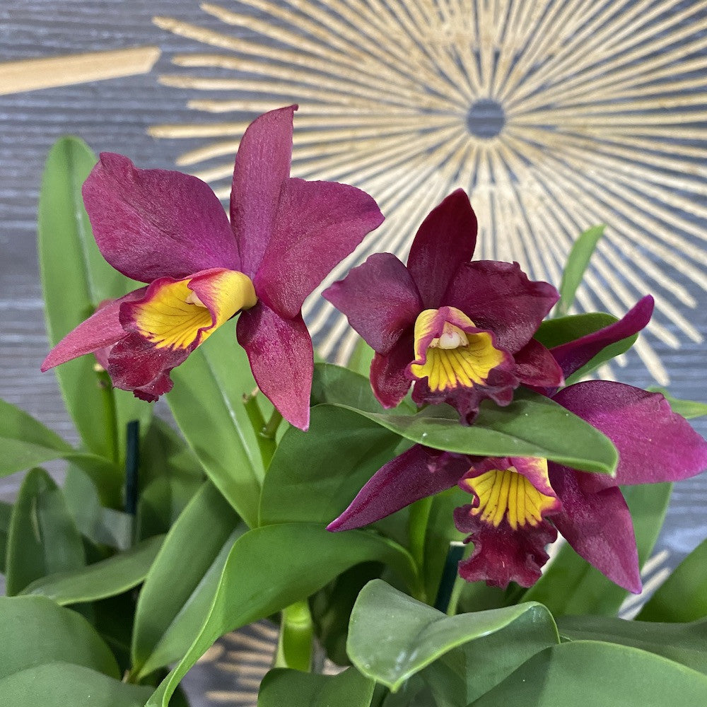 Orhidee Slc. Hsin Buu Lady "Y.T. Beauty" x L. Sincorana (color changing)