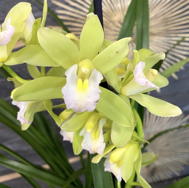 Orhidee Cymbidium