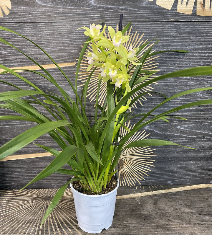 Orhidee Cymbidium