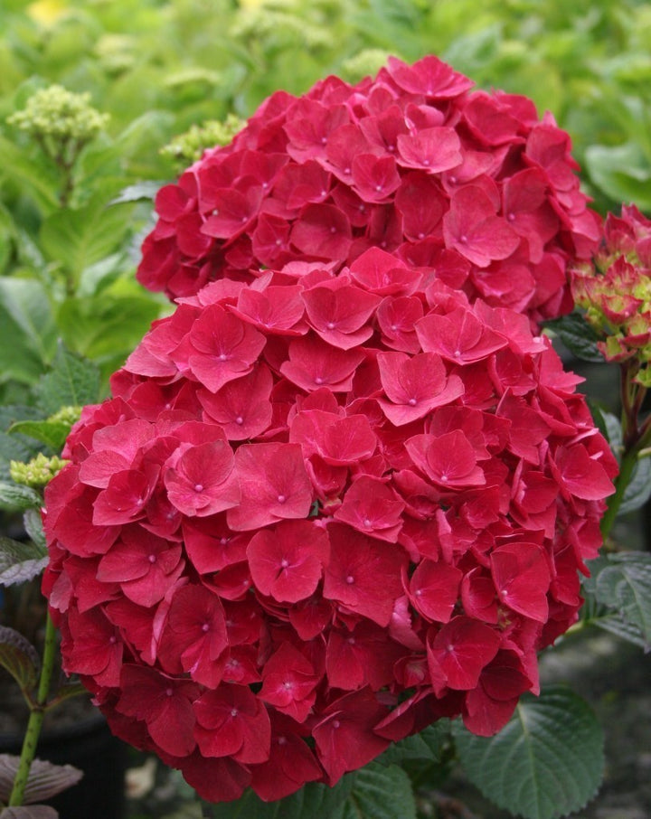 Hydrangea macrophylla Hot Red