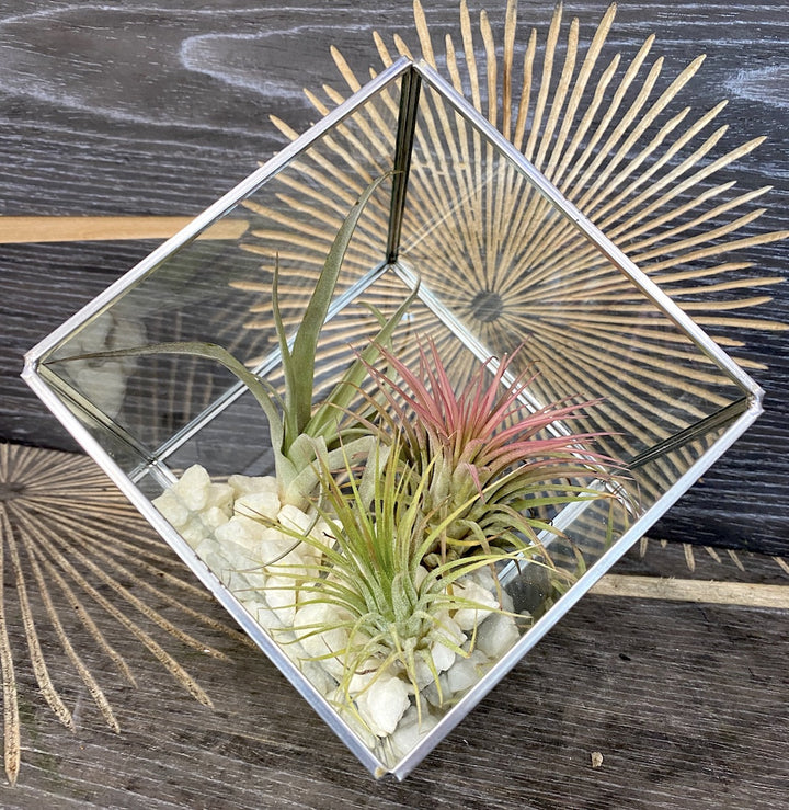 Terrarium patrat cu 3 Tillandsia Air Plant, pret online special!