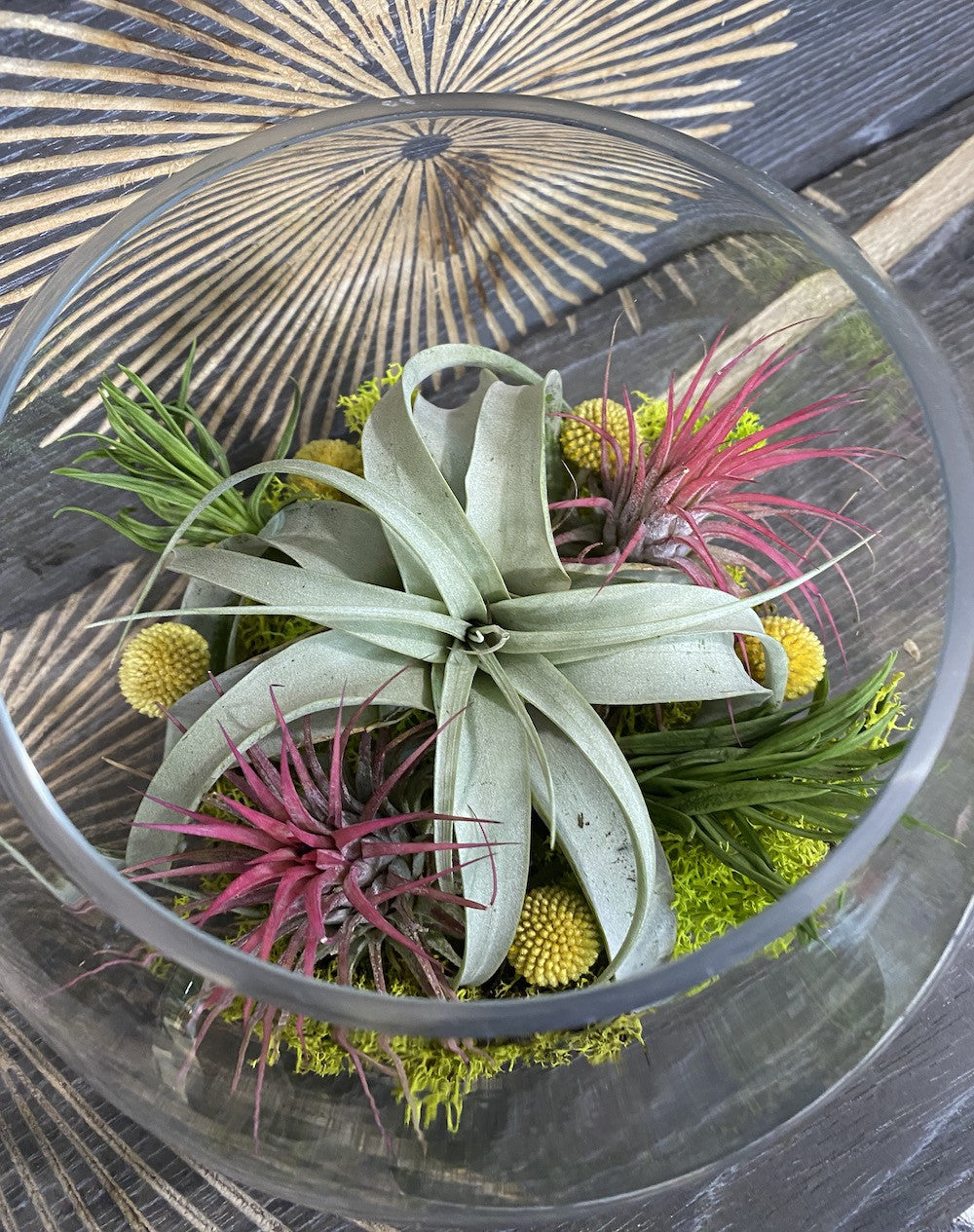 Terariu glob de sticla mare cu mix de tillandsia - plante aeriene pret!