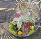 Terariu glob de sticla mare cu mix de tillandsia - plante aeriene pret!