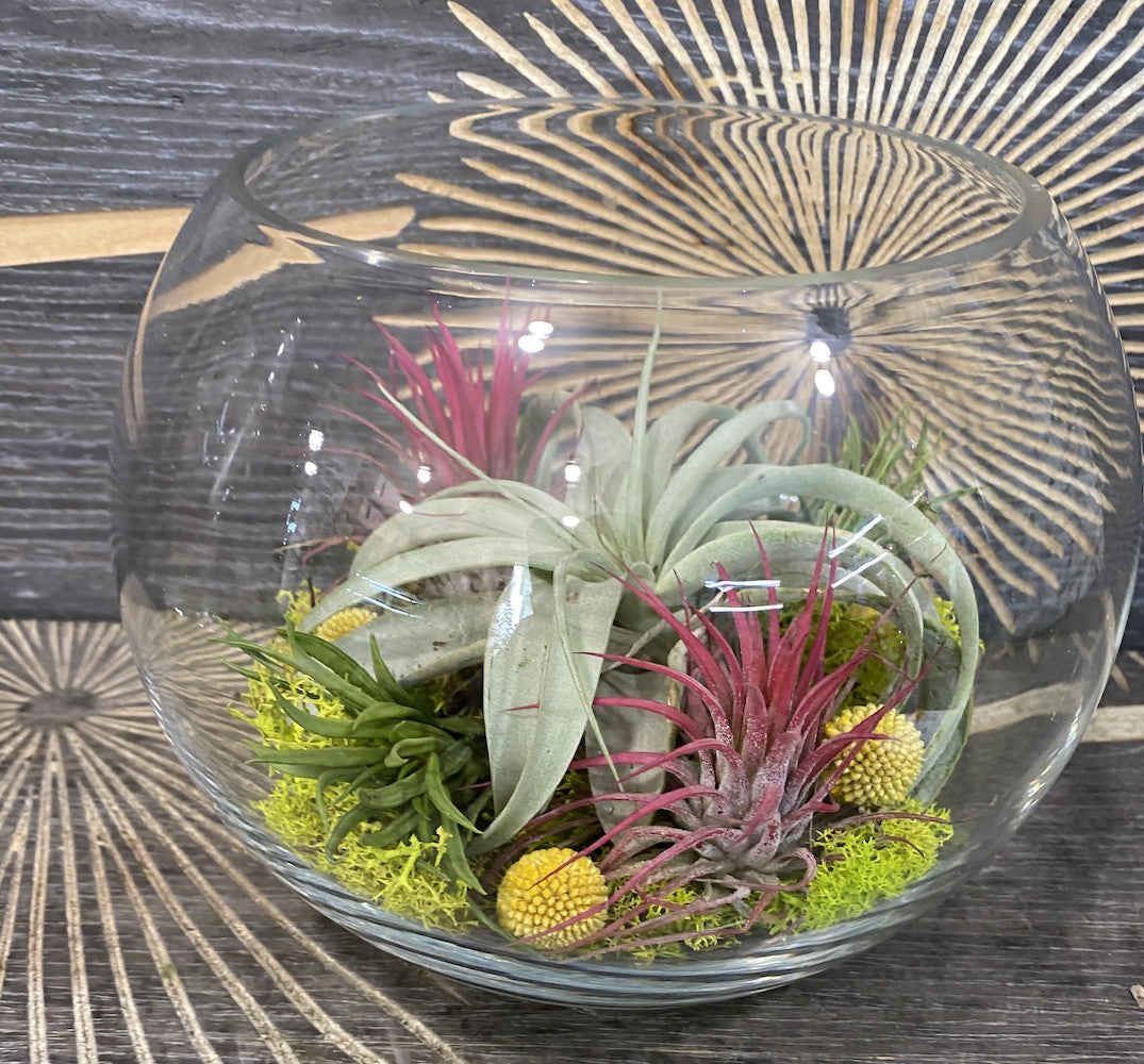 Terariu glob de sticla mare cu mix de tillandsia - plante aeriene pret!