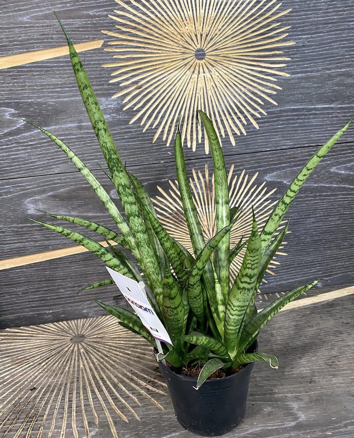 Sansevieria Sansiam Moto