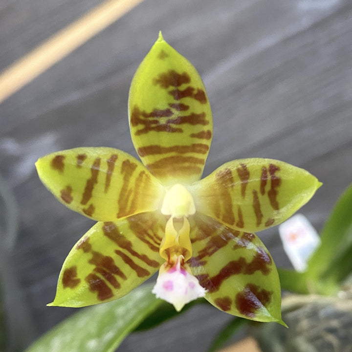 Phalaenopsis Aber Ambo 'Chartreuse'