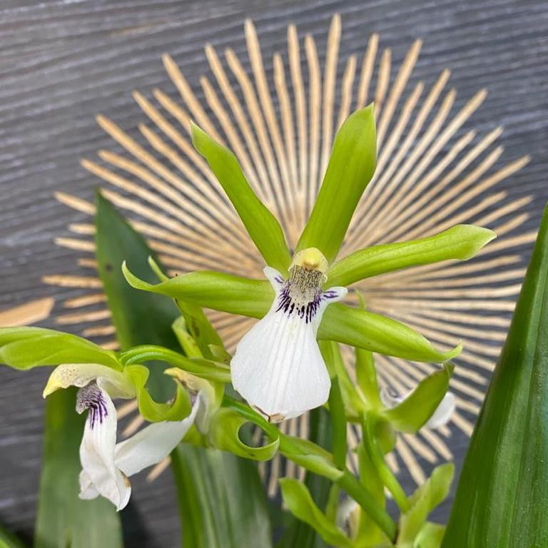 Orhidee Zygopetalum parfumat, disponibila online, acum la un pret special!
