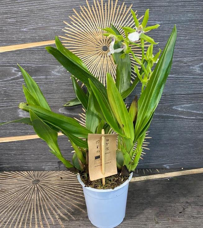 Orhidee Zygopetalum parfumat, disponibila online, acum la un pret special!