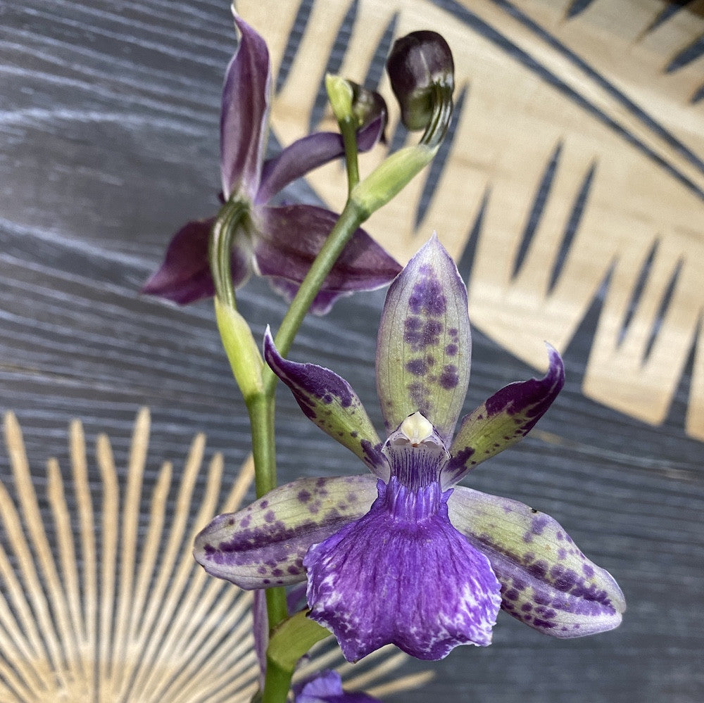 Orhidee Zygopetalum parfumata, disponibila online, acum la un pret special!