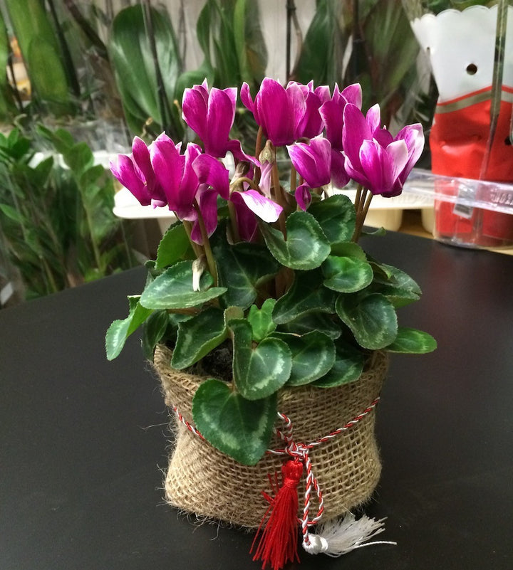 Cyclamen in sac de iuta accesorizat cu un fir de martisor