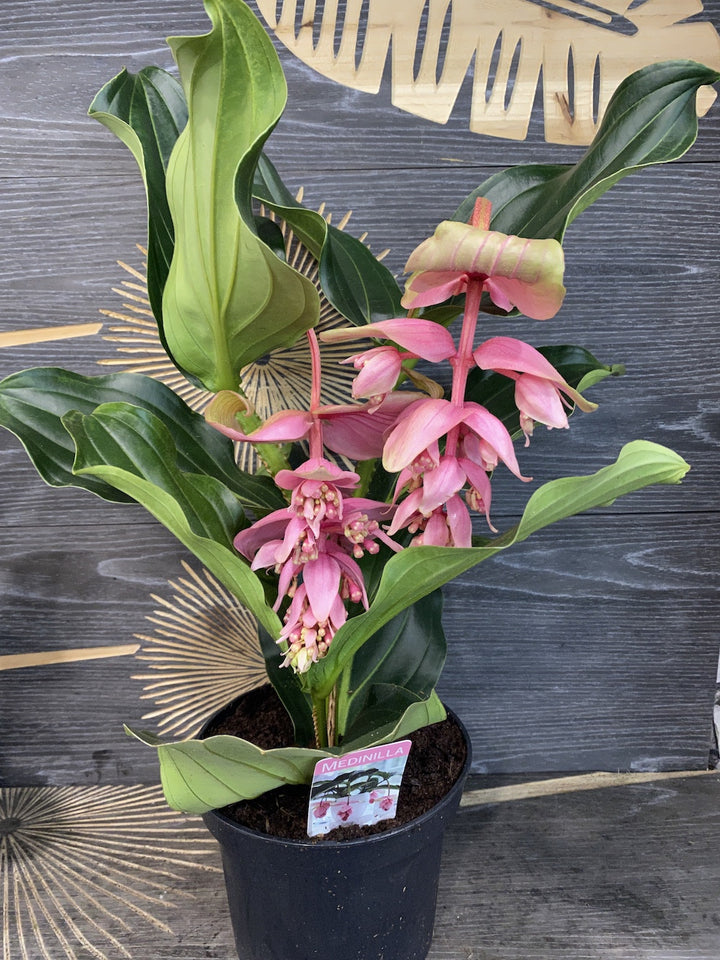 Medinilla Dolce Vita - Floarea Regelui , pret imbatabil, cu livrare