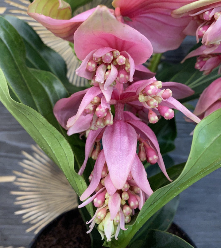 Medinilla Dolce Vita - Floarea Regelui , pret imbatabil, cu livrare