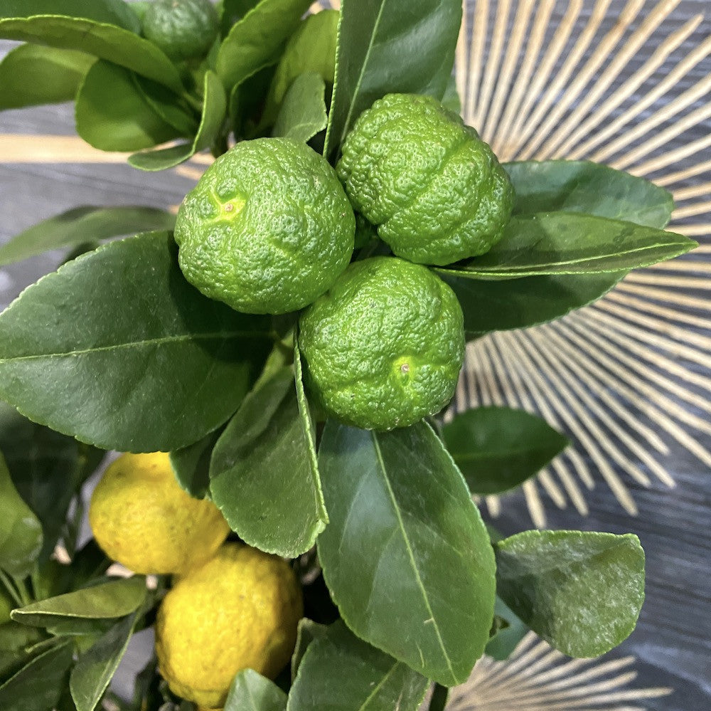 Comanda Lime Leila cu fructe comestibile (Citrina)