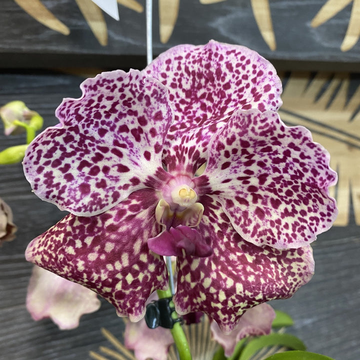 Orhidee Vanda SUNANDA Campari Passion