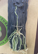 Chiloschista viridiflora