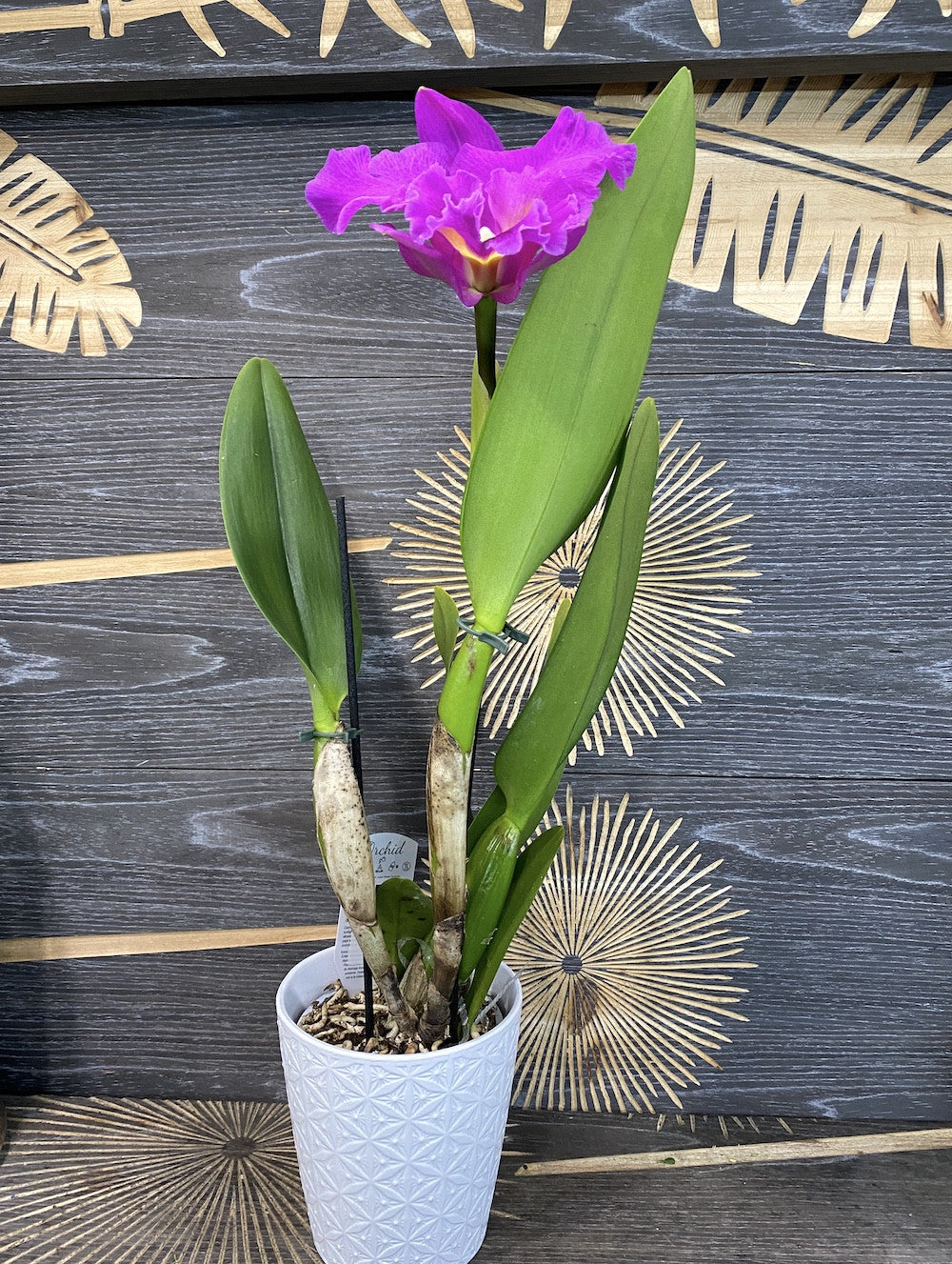 Orhidee RLC. King of Taiwan parfumata