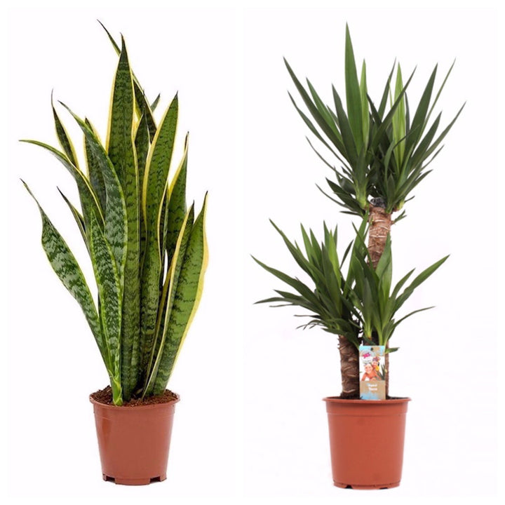 Plante de birou / apartament rezistente - Yucca si Sansevieria